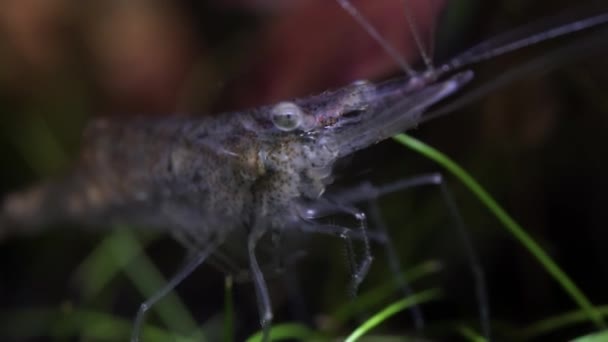 Transparante Glazen Spookgarnalen Het Hobbyaquarium Schonere Garnalen Macro Close Fotografie — Stockvideo