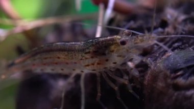 Tatlı su, Amino karidesi, yosun yiyen makro karides. Yosun yiyen ya da karides temizleyen Palaemonetes paludosus besleyicileri. Çok sığ bir alan derinliğiyle yaklaşın..