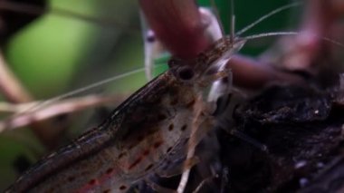 Hobi akvaryumunda şeffaf cam hayalet karides. Makrodaki daha temiz karidesler çok sığ alan derinliğine sahip yakın çekim fotoğrafçılığı. Yosun yiyen Palaemonetes paludosus karidesi.