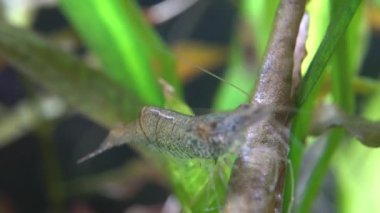 Tatlı su, Amino karidesi, yosun yiyen makro karides. Yosun yiyen ya da karides temizleyen Palaemonetes paludosus besleyicileri. Çok sığ bir alan derinliğiyle yaklaşın..