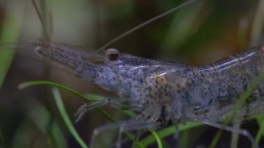 Tatlı su hayalet karides makro shot 'ı ya da eğri kuyruklu opak cam karides. Yosun yiyen Pinokyo karidesleri, Palaemonetes paludosus besleyicileri. Çok sığ bir alan derinliğiyle yaklaşın..