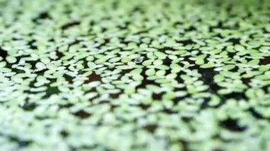 Su makrosundaki ördek otu bitkisi sığ alan derinliğine yakın. Akvaryum suyunda yüzen yeşil ördek otunun hareketi.