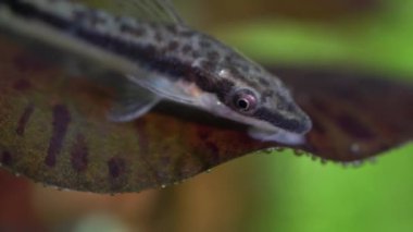 Ev hobisinde deniz yosunlarıyla beslenen otomatlar karidesli akvaryum dikti. Şirin cüce emiciler ya da akvaryumda Loricariidae suratlı. Makro çok sığ bir alan derinliğiyle yakınlaş.