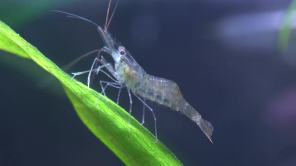 Freshwater Ghost Shrimp Macro Shot Opaque Glass Shrimp Crooked Back — Stock Video