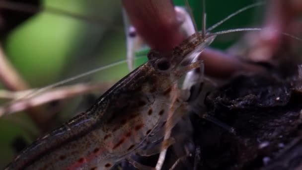 Transparent Glass Ghost Shrimp Hobby Fish Tank Cleaner Shrimp