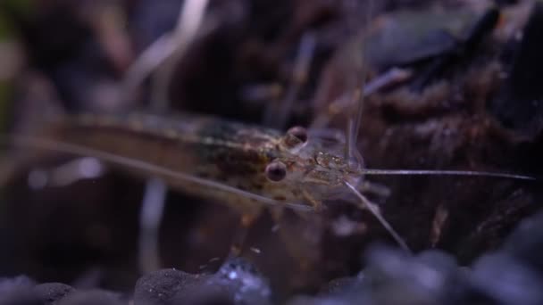 Camarones Amino Agua Dulce Comiendo Algas Macro Shot Comiendo Algas — Vídeos de Stock