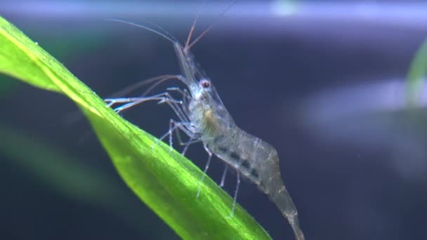 Freshwater Ghost Shrimp Macro Shot Opaque Glass Shrimp Crooked Back — Stock Video