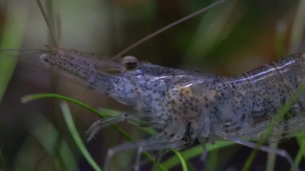 Freshwater Ghost Shrimp Macro Shot Opaque Glass Shrimp Crooked Back — Stock Video