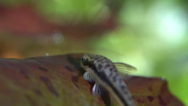 Otos Catfish Feeding Algae Home Hobby Planted Fish Tank Shrimps — Stock Video