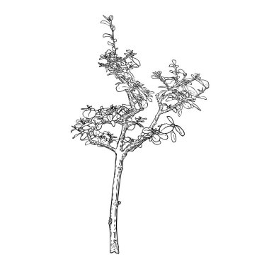 Büyük yapraklı tohumlar büyüyor. Küçük ağaç filizi. Organik tarım ve doğal ürün geliştirme kavramı. Bahçe bitkisi ve ekoloji. Genç bitki ağacının ilk aşaması. Vektör. 