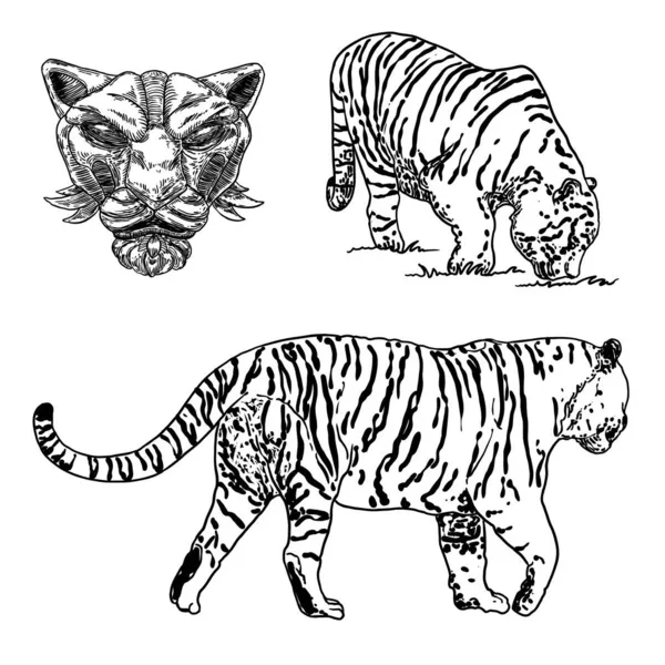 Conjunto Tigres Vivos Rugiendo Gruñendo Dibujo Vivo Hecho Cuerpo Piedra — Vector de stock