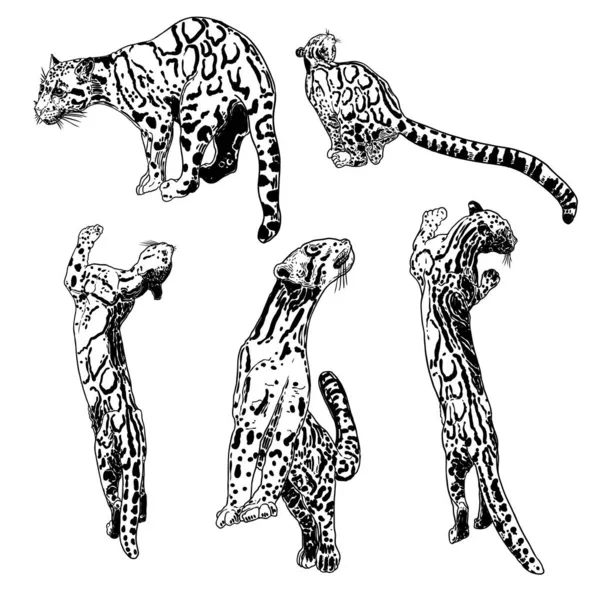 一组豹子 野猫手工绘制的云状豹子草图 — 图库矢量图片