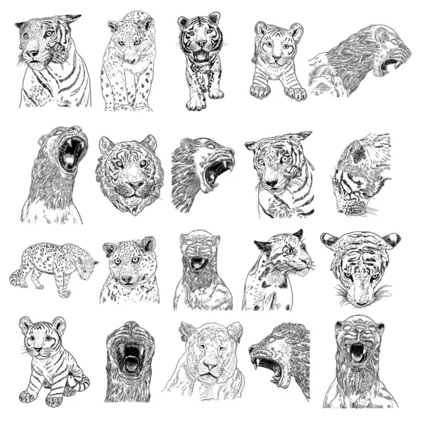 Set Facce Tigre Leone Tratte Animali Vivi Teste Leopardo Giaguaro — Vettoriale Stock