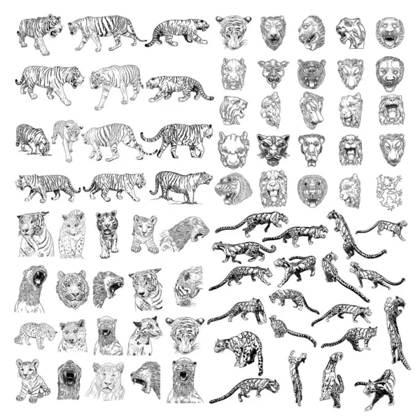 Set Tigers Leopards Jaguars Cub Animals Various Poses Big Cats — Stock Vector