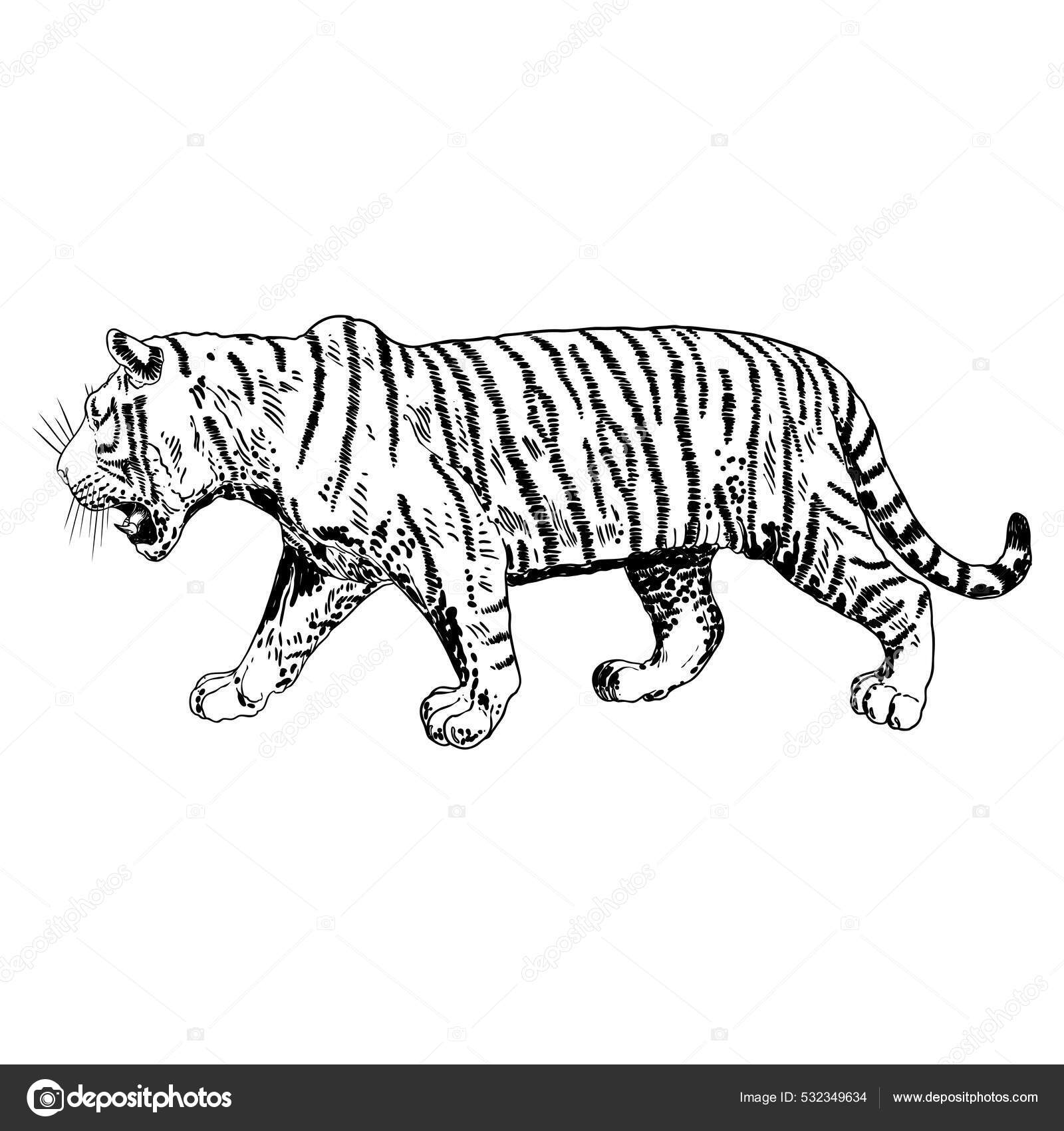 호랑이 글거리는 소리가 배경에 울려퍼집니다 으르렁 거리는 호랑이의 화난큰 고양이 스톡 벡터 - ©goldenshrimp 532349634, image size:1600x1700