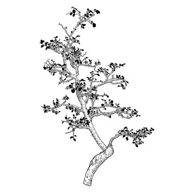 Ağaç çok detaylı çizilmiş, el yapımı bitki çalısı beyaz arka planda izole edilmiş. Vektör.