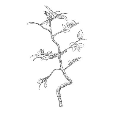 Büyük yapraklı tohumlar büyüyor. Küçük ağaç filizi. Organik tarım ve doğal ürün geliştirme kavramı. Bahçe bitkisi ve ekoloji. Genç bitki ağacının ilk aşaması. Vektör. 