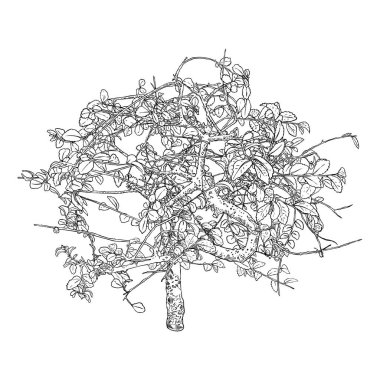 Şehir evi bitkisi, yapraklı moda ev dekorasyonu ağacı. Ağaç dalları ve dalları olan kapalı ev bitkileri, izole. Vektör.