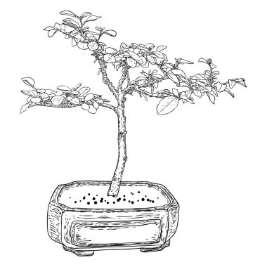 Bonsai ağacı. Beyaz arka planda el çizimi siyah beyaz bitki çizimi, izole. Minik ağaç hobisi için tepsi dikmek. Bonsai Japon ağacı kabın içinde yetişiyor. Vektör.