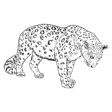 Leopar beyaz arka planda elle çizim yapıyor. Leopar ya da jaguar ağızlığının el çizimi portresi. Vektör