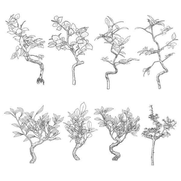 Uppsättning Plantor Med Stora Blad Som Växer Små Trädgroddar Koncept — Stock vektor