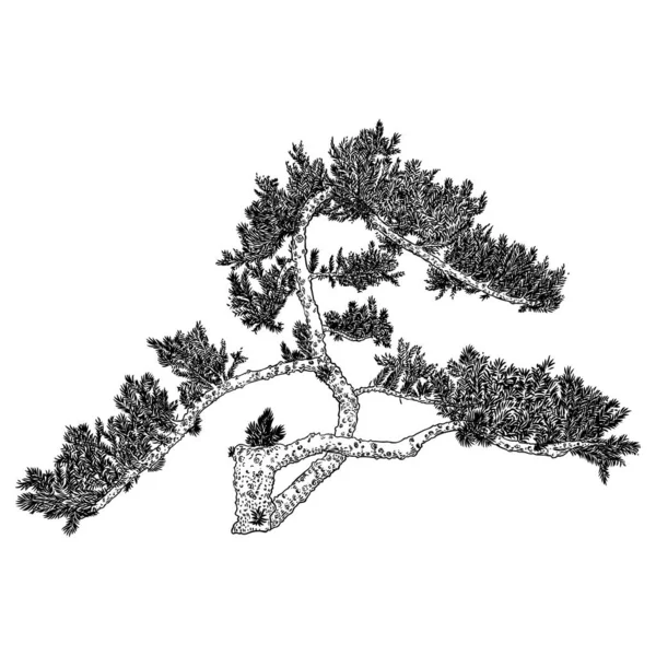 Realistický Strom Izolovaný Bílém Pozadí Detailní Ruční Kresba Smrku Borovice — Stockový vektor