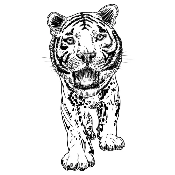 Tigre Rugissant Dessin Sur Fond Blanc Illustration Tigre Grognant Colère — Image vectorielle