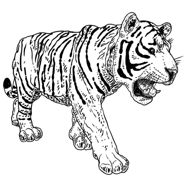 Tigre Rugiendo Dibujo Sobre Fondo Blanco Ilustración Tigre Gruñendo Enojado — Vector de stock