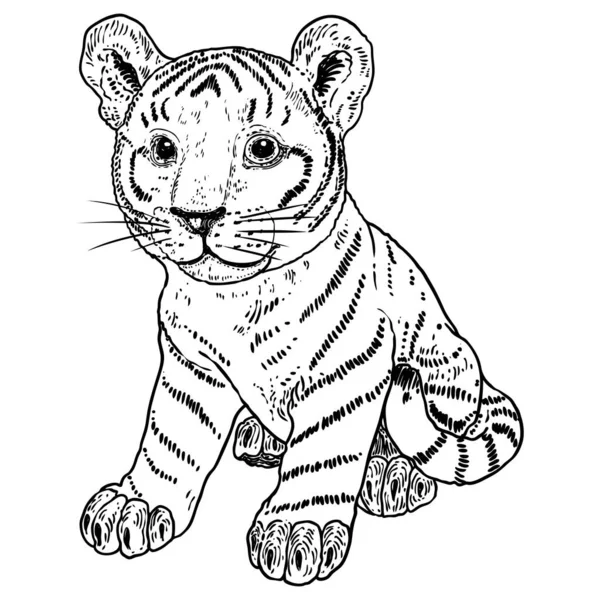 Cute Baby Tiger Cub Drawing Vector — Stock Vector