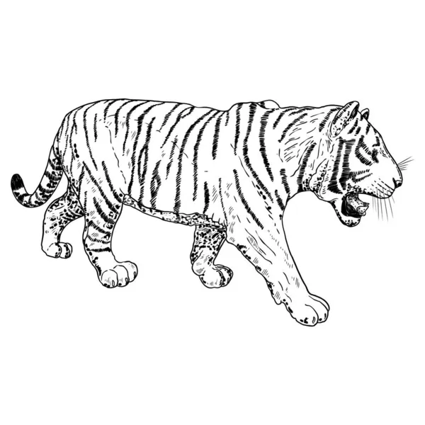 Тигровий Рев Малюнок Білому Тлі Ілюстрація Розлюченого Тигра Злий Великий — стоковий вектор