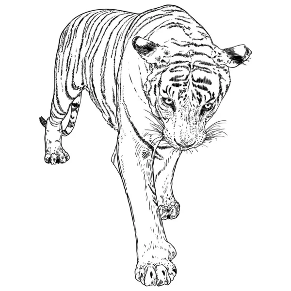 Tigre Caminando Amur Tigre Siberiano Gran Gato Salvaje Animal Peligro — Vector de stock