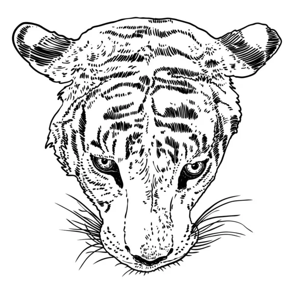 虎脸图解 黑白虎的头大型野猫的肖像 手绘细节 — 图库矢量图片