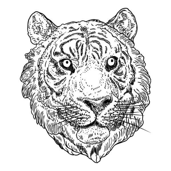 Иллюстрация Лица Тигра Черно Белая Голова Тигра Портрет Большой Дикой — стоковый вектор