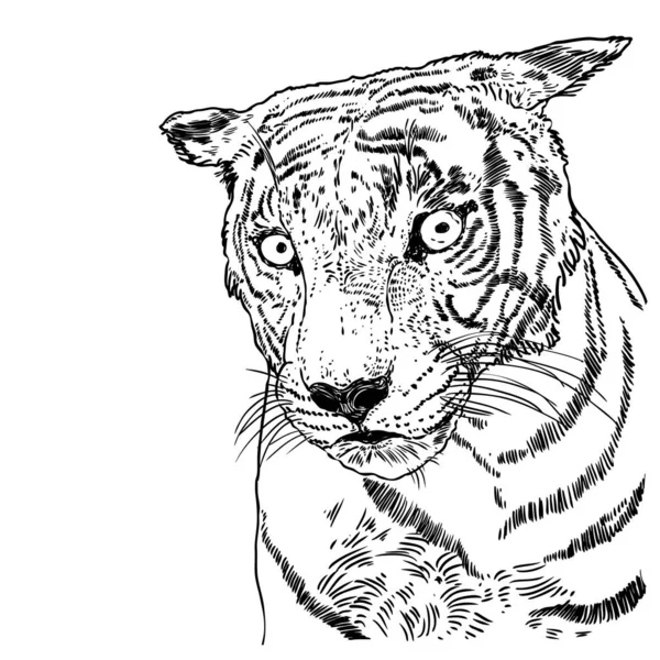 Tigris Arc Illusztráció Fekete Fehér Tigris Fej Nagymacska Portréja Kézzel — Stock Vector