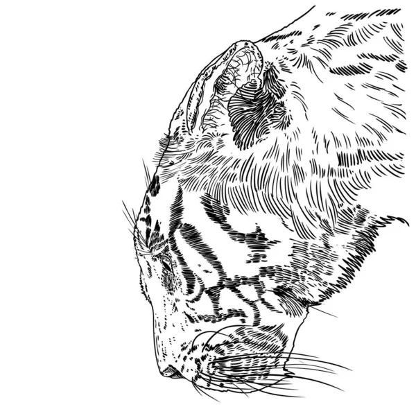 Illustrazione Faccia Tigre Testa Tigre Bianca Nera Ritratto Grande Gatto — Vettoriale Stock