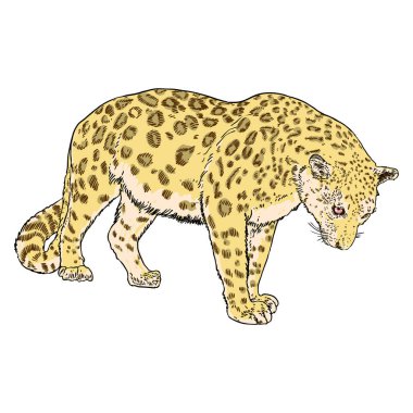 Leopar beyaz arka planda elle çizim yapıyor. Leopar ya da jaguar ağızlığının el çizimi portresi. Vektör