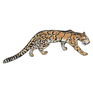 Leopar, vahşi kedi portresi. Bulanık leopar el çizimi. Vektör.