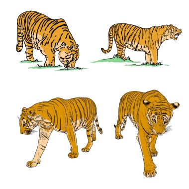 Farklı pozlardaki gerçekçi kaplanlar ve kükreyen hareketler. Asya 'nın hayvanları, yırtıcı memeliler hırlıyor. Çin Yeni Yıl 2022 sembolü. Vektör.