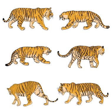 Yetişkin kaplanlar, vahşi yaşam ve egzotik yırtıcılar topluluğu, büyük kediler. Vektör.