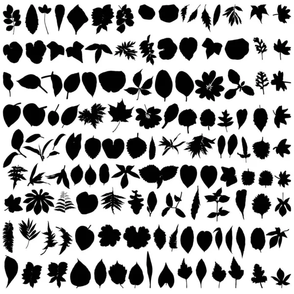 Collection Silhouette Feuilles Jeu Feuillage Feuilles Printemps Domestiques Illustration Botanique — Image vectorielle