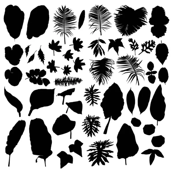 Fekete Különböző Trópusi Dzsungel Levelek Készlet Elszigetelt Pálmafa Ágak Gyógynövények — Stock Vector
