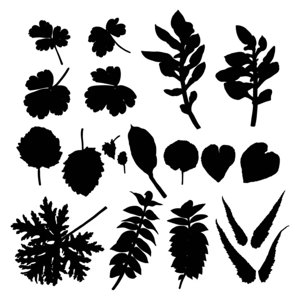 叶型轮廓集合 叶型集合 国产春叶 植物图解的手绘元素是由真实的森林和家庭植物制成的 — 图库矢量图片