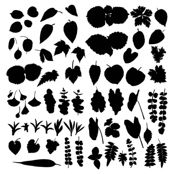 热带树叶的一大套矢量轮廓 植物学上孤立的奇异植物元素 棕榈叶 蕨叶和森林花 — 图库矢量图片