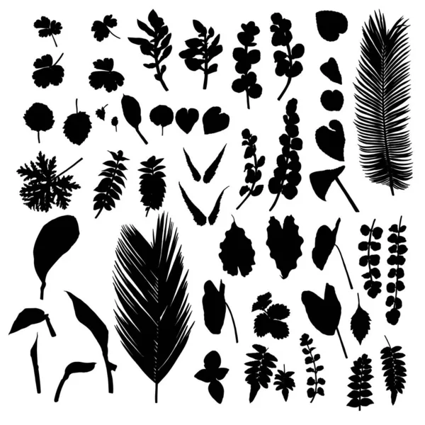 Grand Ensemble Silhouettes Vectorielles Feuilles Tropicales Éléments Végétaux Exotiques Isolés — Image vectorielle