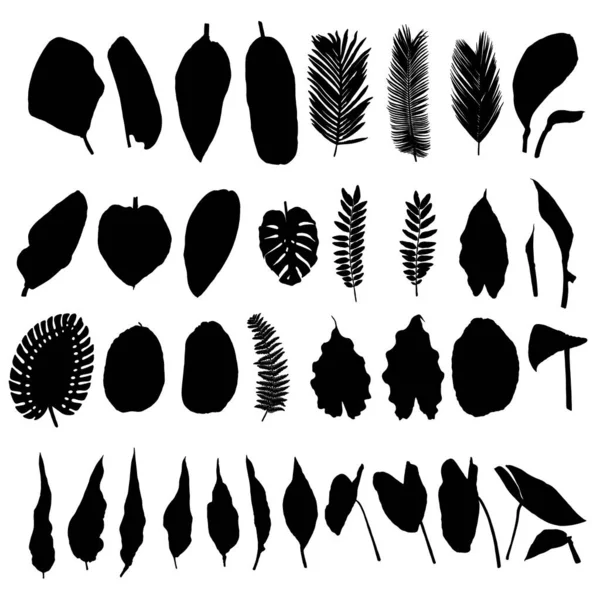 Big Set Vector Silhouettes Tropical Leaves Botanical Isolated Exotic Plants — Stock Vector