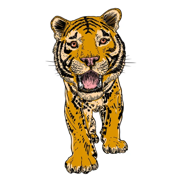 Ревущий Тигр Рисует Белом Фоне Иллюстрация Злого Рычащего Тигра Злой — стоковый вектор