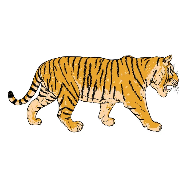 Tigre Ruggente Disegno Sfondo Bianco Illustrazione Tigre Ringhiante Arrabbiata Grosso — Vettoriale Stock