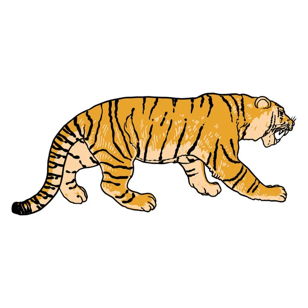 Tiger Walking Amur Siberian Tiger Big Wild Cat Endangered Animal — Stock Vector