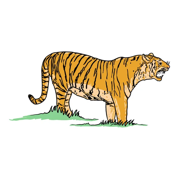 Tygrys Ryczący Białym Tle Ilustracja Gniewnego Warczącego Tygrysa Wściekły Duży — Wektor stockowy