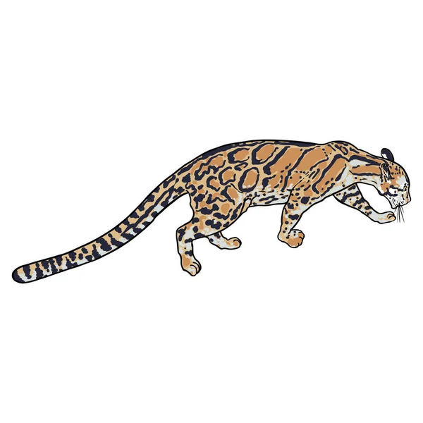 Leopar Beyaz Arka Planda Elle Çizim Yapıyor Leopar Jaguar Ağızlığının — Stok Vektör